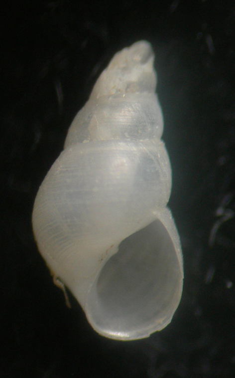 Odostomia striatula